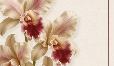 Концерт, посвященный международному женскому дню Концерт, посвященный международному женскому дню